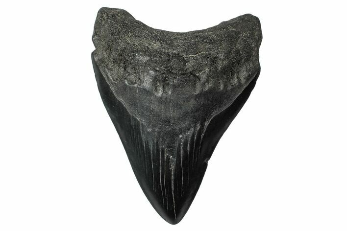 Fossil Megalodon Tooth - South Carolina #340214